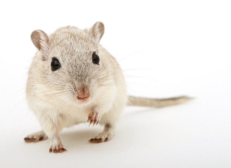 Simak 8 Cara Agar Tikus Tidak Masuk Rumah versi Insekta