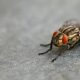 5 jenis lalat yang berbahaya