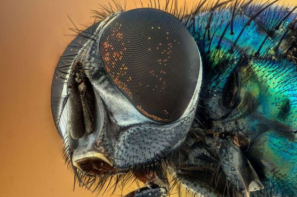 lalat