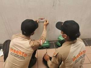 Jasa Pembasmi Tikus di Depok - Insekta Pest Control