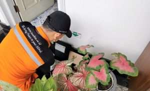 Jasa pembasmi tikus di bogor - Insekta Pest Control