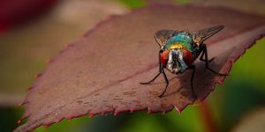 cara mengusir lalat - Insekta pest control
