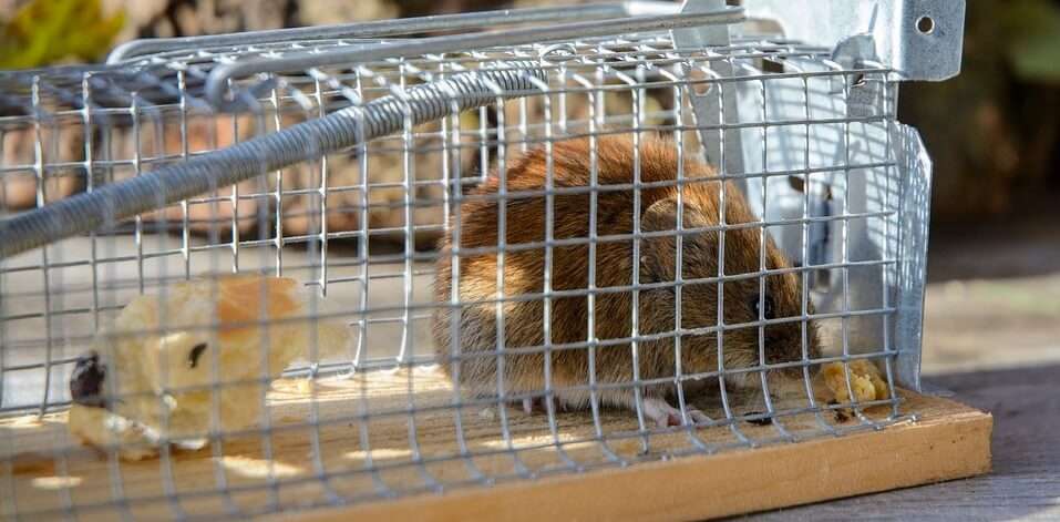 Cara Membasmi Tikus Curut