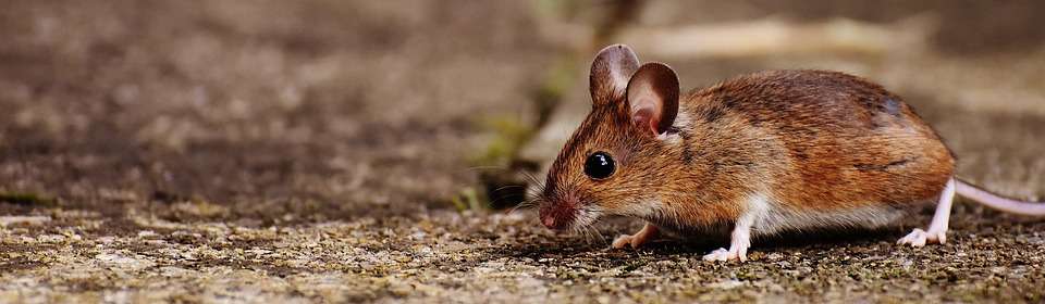 Cara Membasmi Tikus Curut
