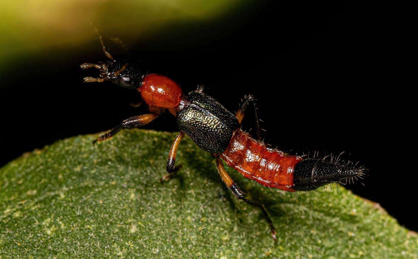 Cara Mengusir Semut Tomcat Paling Efektif Insekta Pest Control