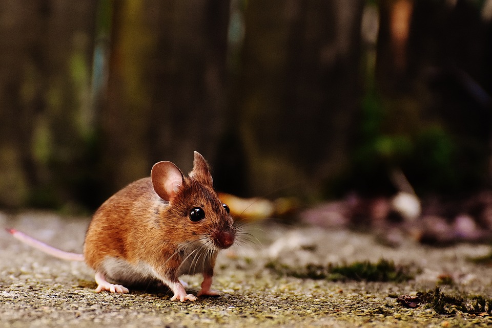 Cara Membasmi Tikus Curut - Insekta pest control