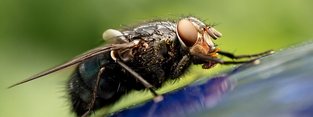 Bahaya Telur Lalat di Makanan untuk Kesehatan