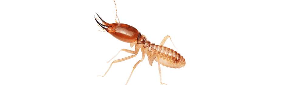 Biologi Hama