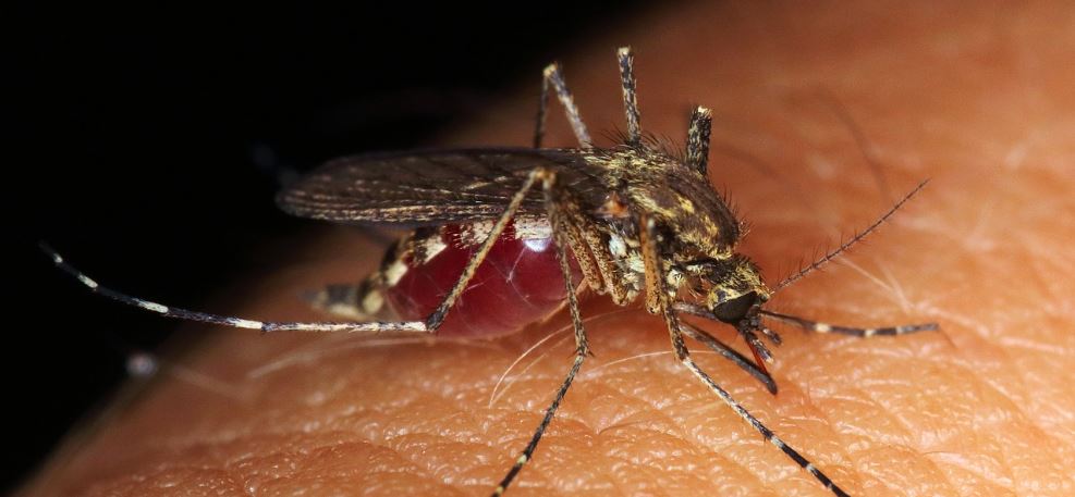 5 Cara Aman Menggunakan Obat Nyamuk Bakar