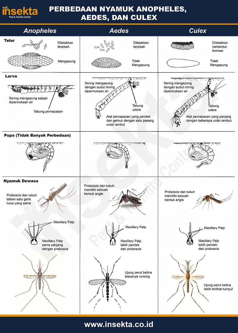 Perbedaan Nyamuk Anopheles, Aedes, dan Culex yang Perlu Kamu Tahu