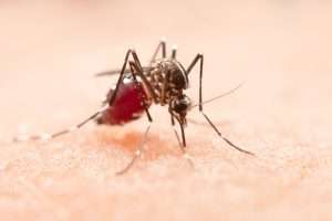 virus zika