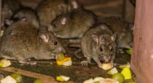 ilustrasi tikus got
